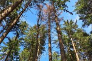 Käferbaum umringt von gesunden Bäumen