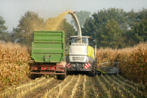 Maishäcksler und Traktor mit Anhänger fahren durch Maisfeld, © Wolfgang Jargstorff - fotolia.com